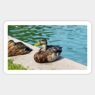 A Cute Duck Sitting Next To A Pond Sticker